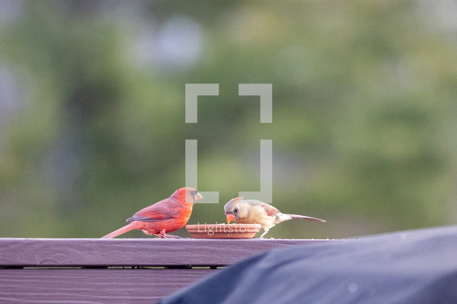 cardinals eating at a feeder