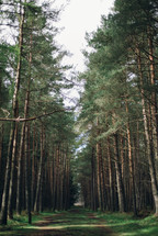 A pine foret in Scotland with a path 