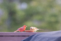 cardinals eating at a feeder