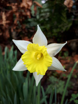 White and Yellow Daffodil