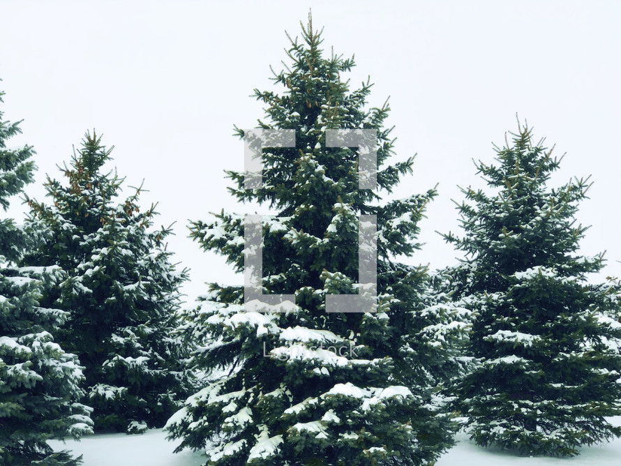 Winter snow on Christmas evergreen pine trees