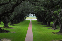Oak trees lining a country plantation pathway 
