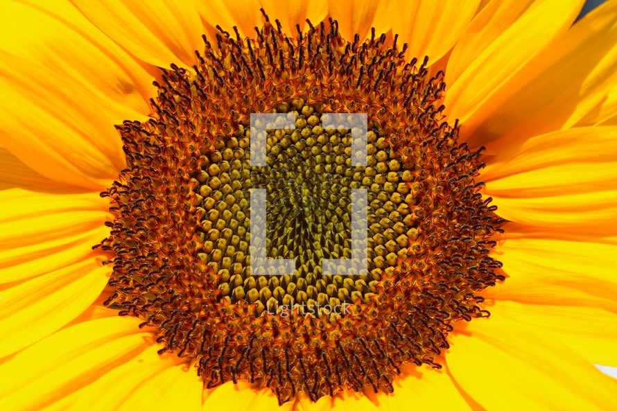 yellow sunflower closeup background 