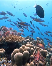 Tropical sea underwater fishes on coral reef