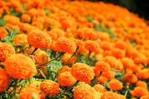 orange flowers 