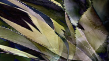spiny leaves of succulent plant in strong light with bold shadows