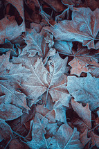 brown and red frozen leaves on the ground in winter season