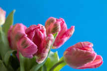 Close up pink tulips on a bright blue background