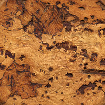 Blank background with cork texture. Natural backdrop with a surface of the bark.