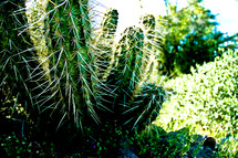 cactus spines 