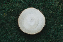 wood slice on moss 