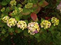 Hydrangea Six Flower Smile