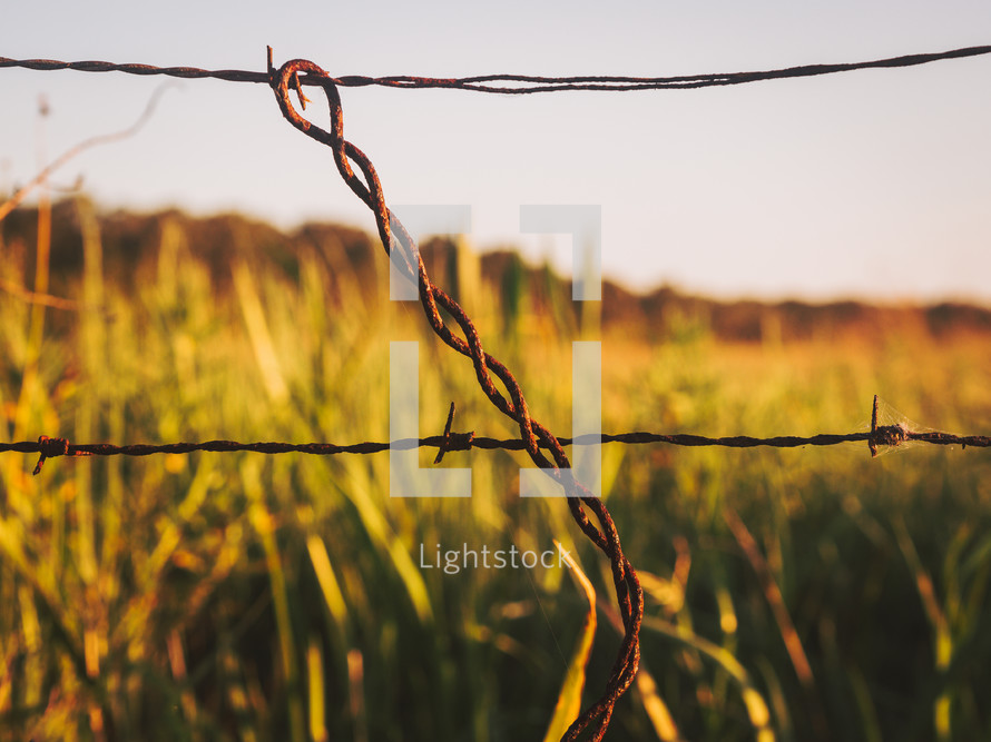 barbed wire in a field 
