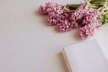 Pink hyacinth flowers with Bible on a white background