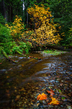 Prairie Creek in fall 