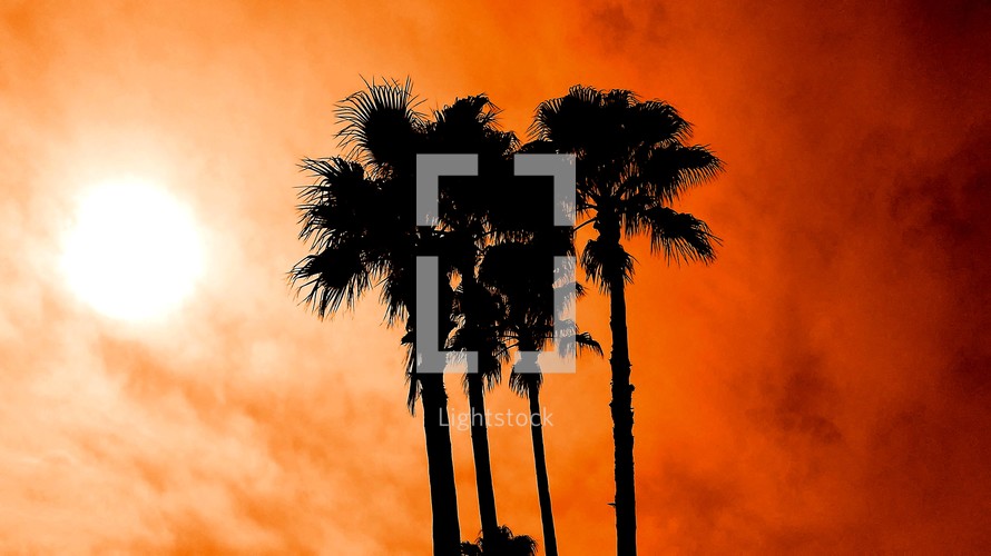 palm tree silhouettes against an orange glowing sky at sunset. 