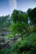 trees growing on the side of a cliff at Silver Falls
