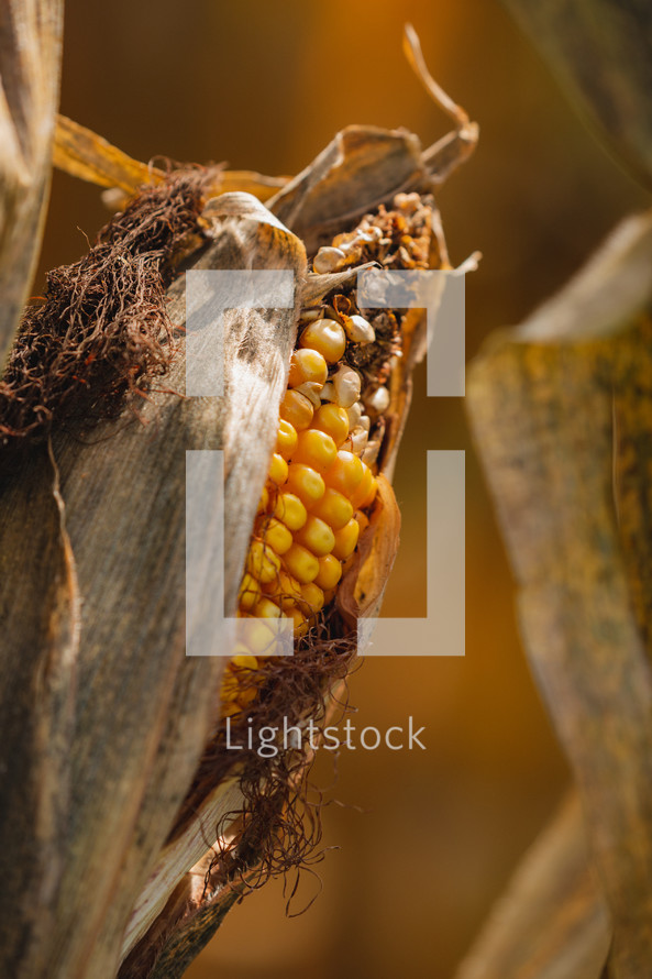 corn closeup 