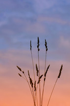 flower plant silhouette in the nature and beautiful sunset background