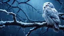 Snowy owl sitting on a branch in the winter forest.