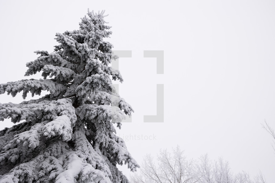 Frost and snow covered evergreen tree and cloudy sky
