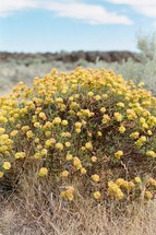 yellow flowers in a desert 