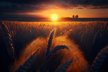 Sunset on a field of wheat