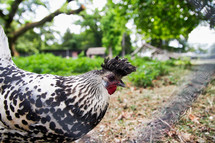 chicken in a yard 