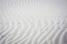 camel tracks in sand 