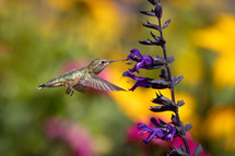 Hummingbird in Flight Drinking Nectar