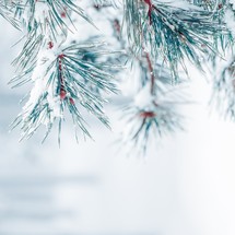 snow on the pine tree leaves in winter season, white background