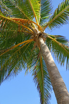 looking up to the top of a tall palm tree