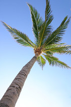 looking up at the top of a palm tree on an angle