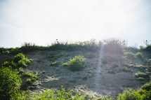 Sun shining over a sand dune covered with sea plants.