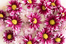 Background of pink daisy flowers