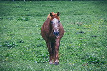 horse  in a pasture 