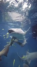 Low angle view of tiger shark swimming in sea,Fuvahmulah,Maldives