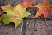 maples leaves on brick pavers 