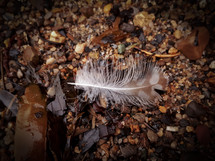 White and Brown Baby Feather on the Beach