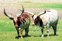 A pair of long horned oxen grazing in a green grassy meadow on a bright sunny day. Oxen were often referred to in the bible as a measure of a man's wealth as well as a way to plow a field and for farmers to  raise food. 