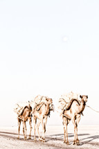 caravan of camels 