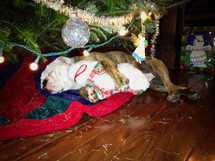 a puppy sleeping under a Christmas tree