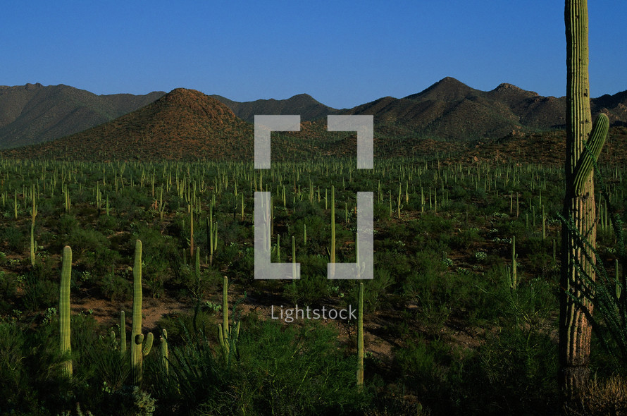 cactus in the desert 