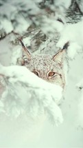 Lynx hides behind a snowdrift