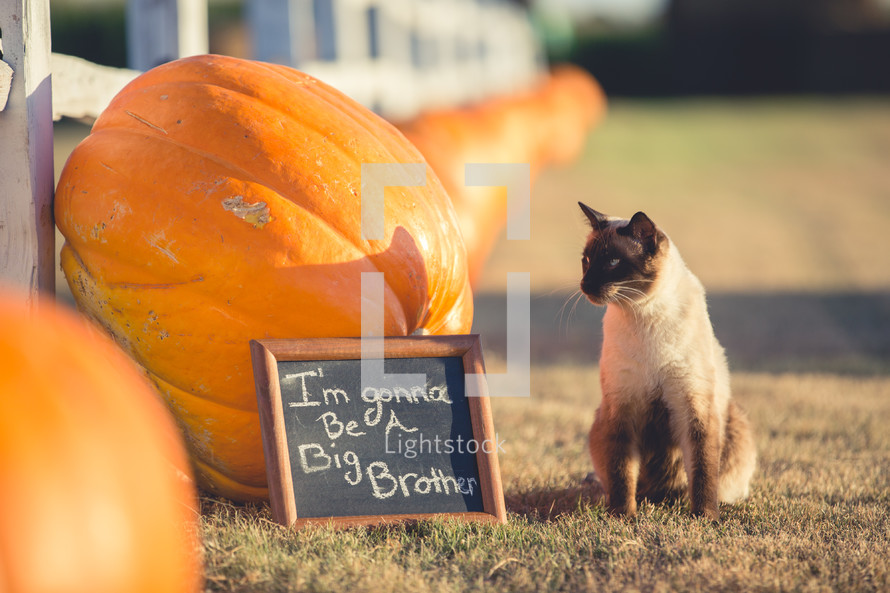 A cat standing in front of pumpkins and a sign that reads I'm going to be a big brother 