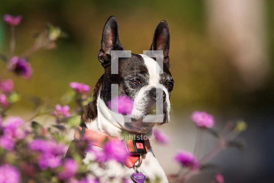 Boston Terrier in flowers 