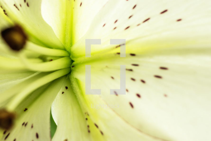 lily flower 