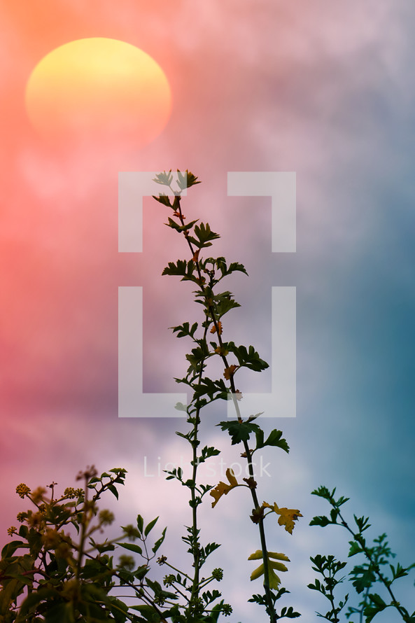 flower plant silhouette and sunset background in springtime