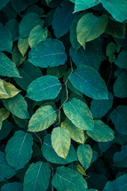 green japanese kontweed plant leaves, green background