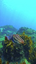 Beautiful colorful Caribbean Reef Squid